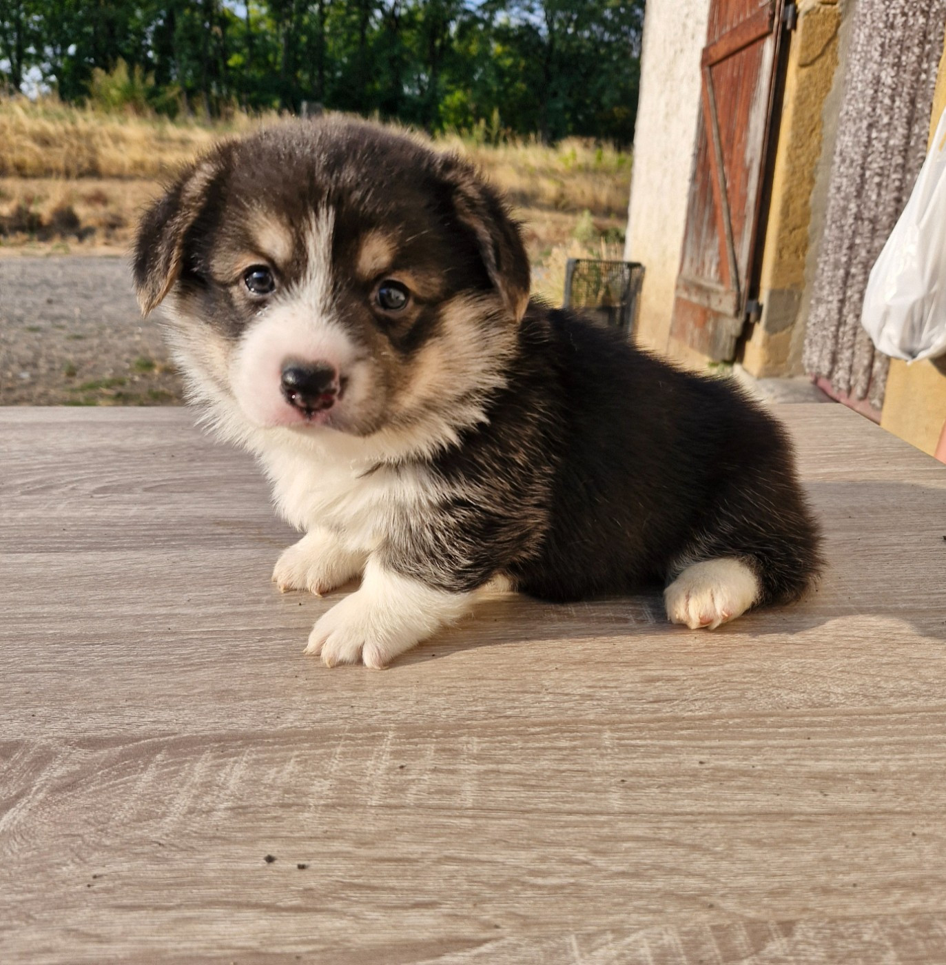 Ohana Means Family - Chiots disponibles - Welsh Corgi Pembroke