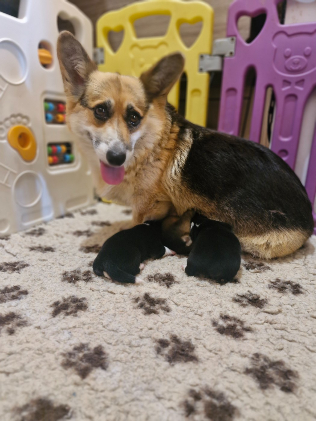 Chiot Welsh Corgi Pembroke Ohana Means Family
