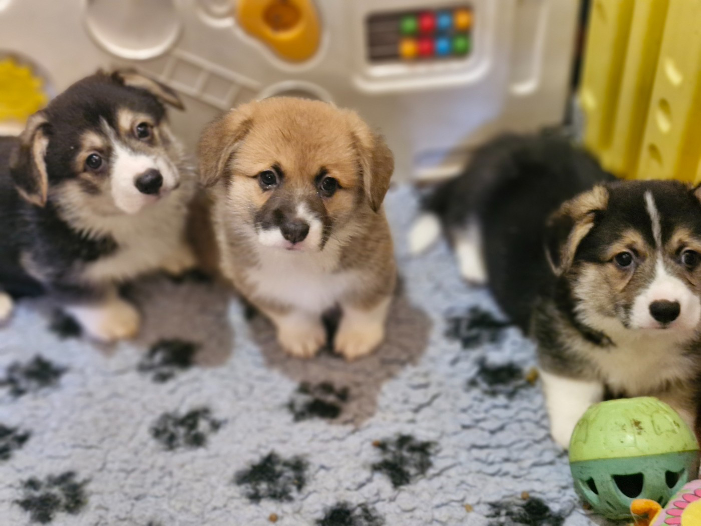 Chiot Welsh Corgi Pembroke Ohana Means Family