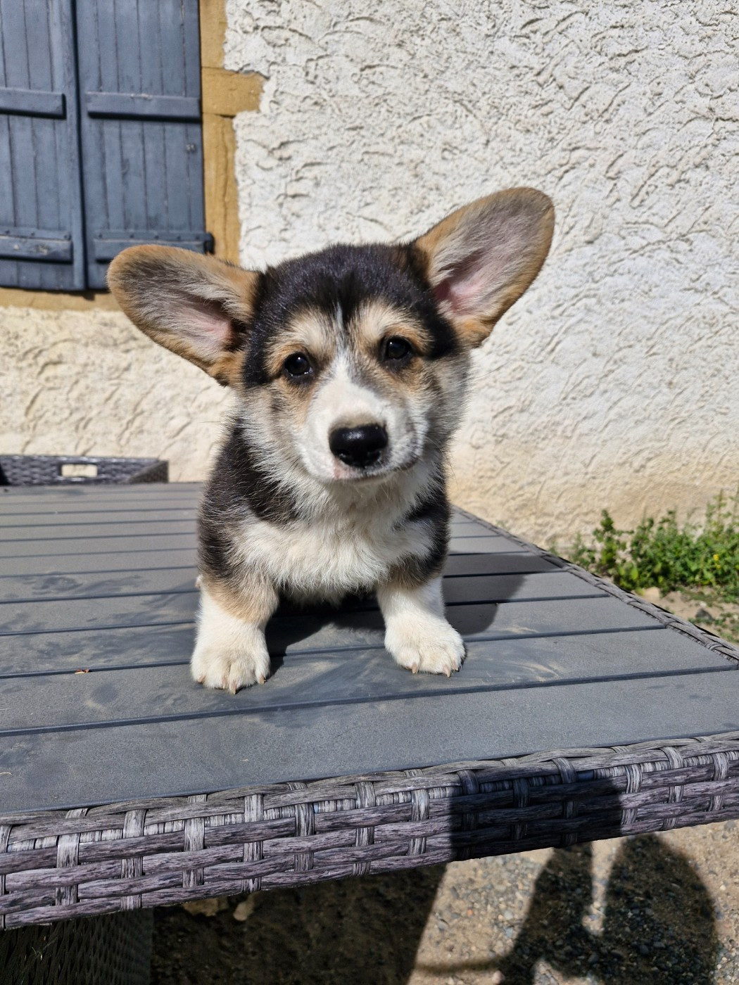Ohana Means Family - Chiots disponibles - Welsh Corgi Pembroke