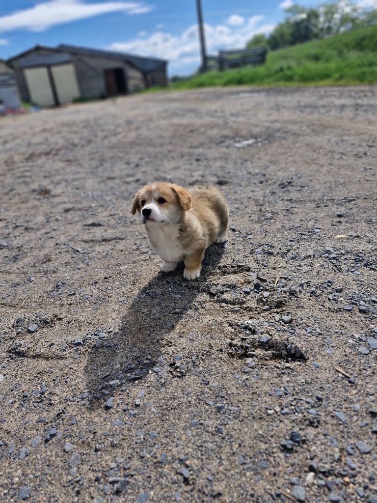 Ohana Means Family - Chiots disponibles - Welsh Corgi Pembroke