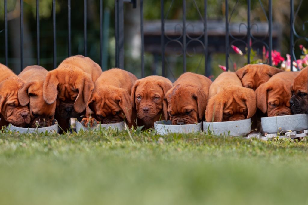 Ohana Means Family - Dogue de Bordeaux - Portée née le 12/06/2021