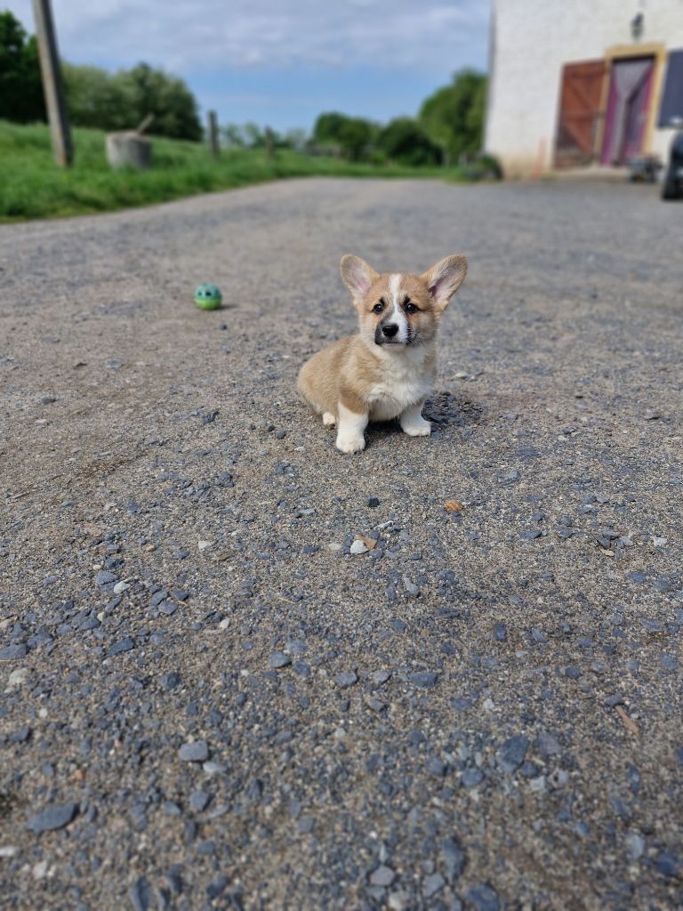 Ohana Means Family - Chiots disponibles - Welsh Corgi Pembroke