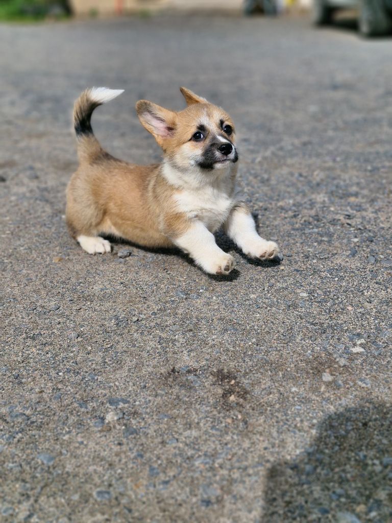 Ohana Means Family - Chiots disponibles - Welsh Corgi Pembroke