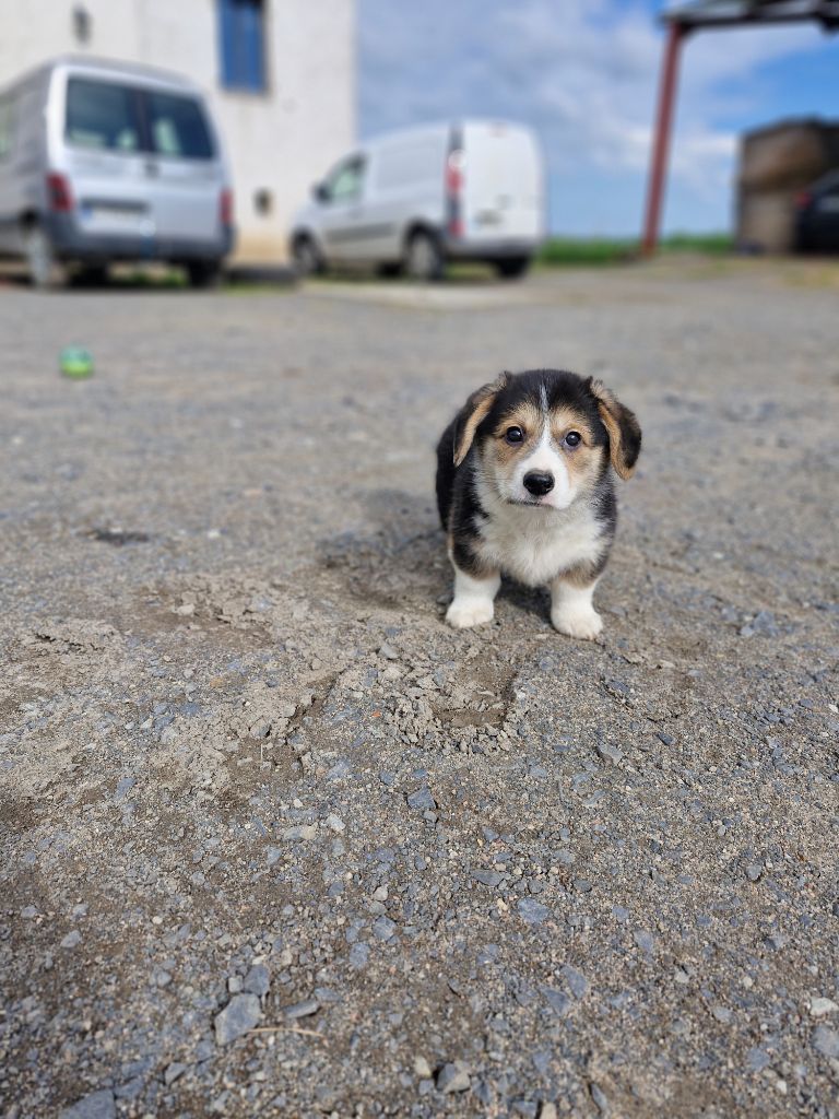 Ohana Means Family - Chiots disponibles - Welsh Corgi Pembroke